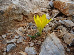 Image de Sternbergia lutea subsp. greuteriana (Kamari & R. Artelari) Strid