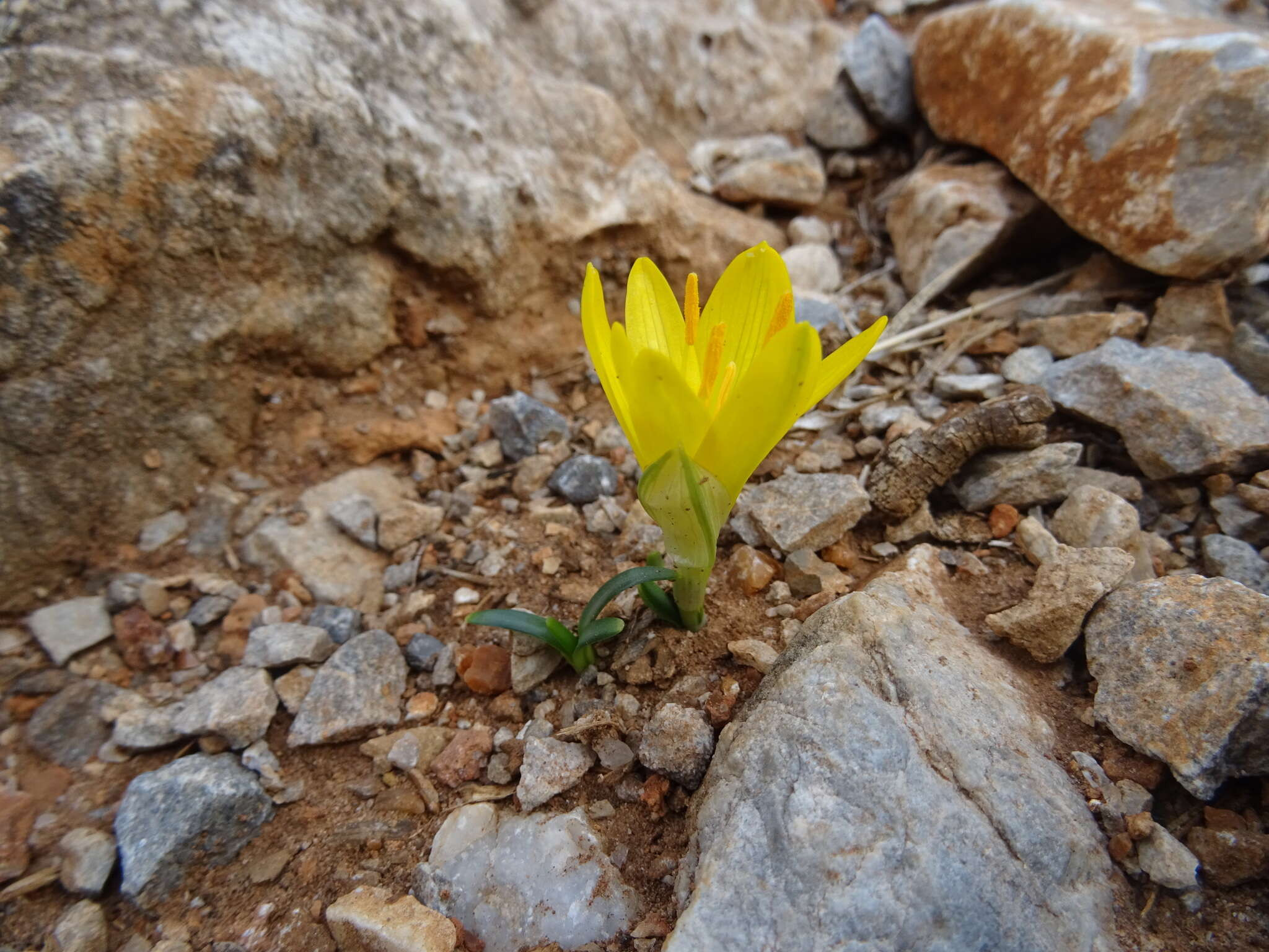 Image de Sternbergia lutea subsp. greuteriana (Kamari & R. Artelari) Strid