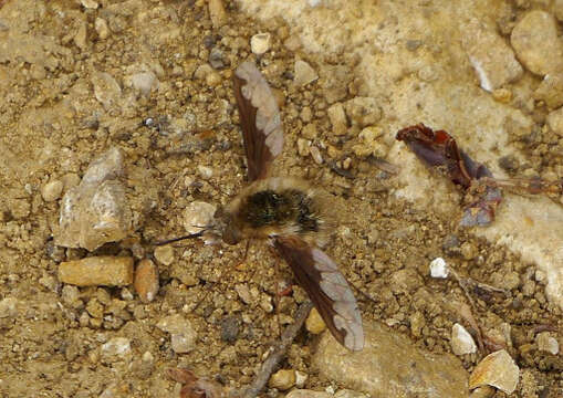 Image of Large bee-fly