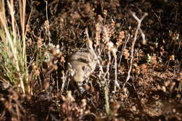 Image of Fat-tailed Dunnart