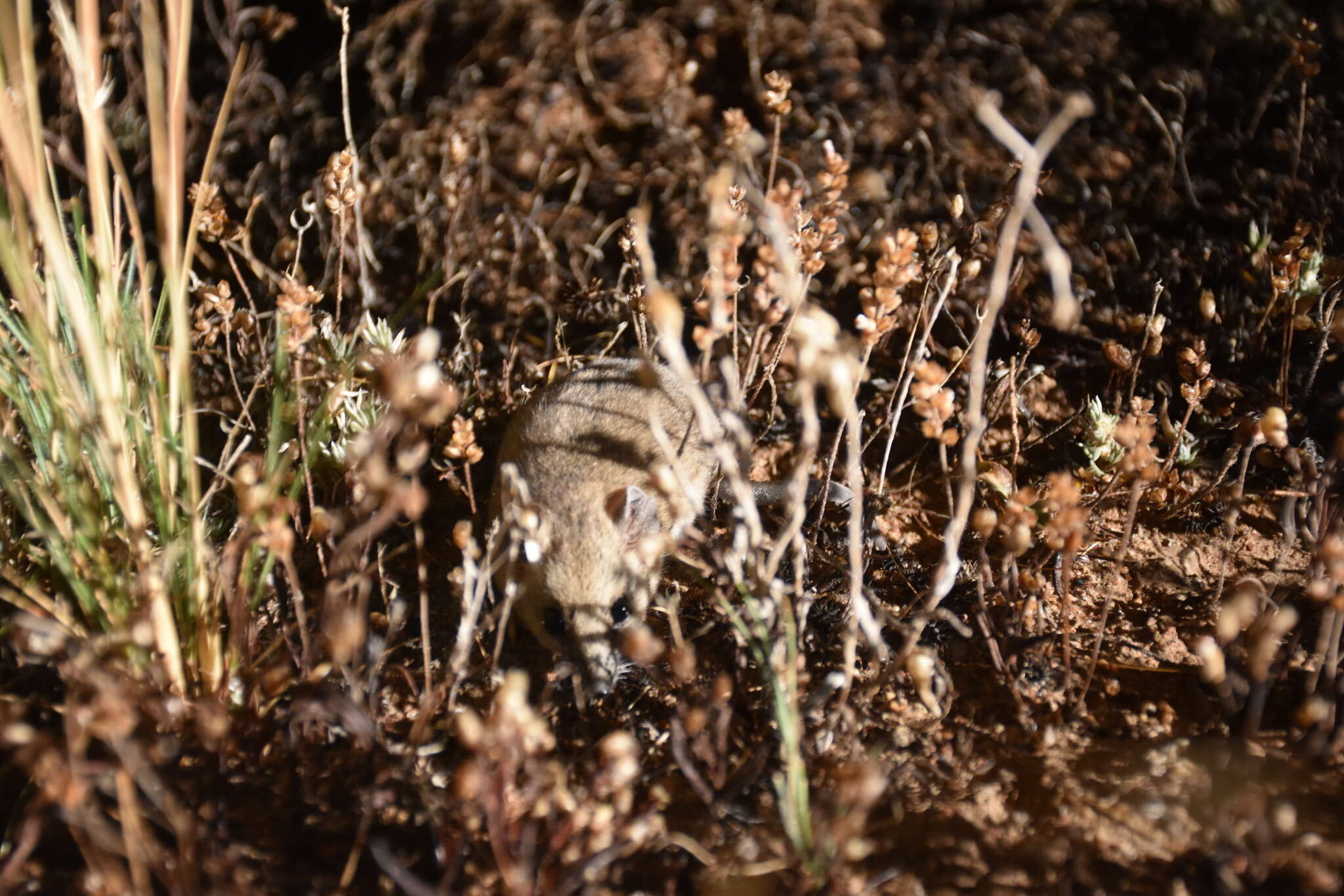 صورة Sminthopsis crassicaudata (Gould 1844)