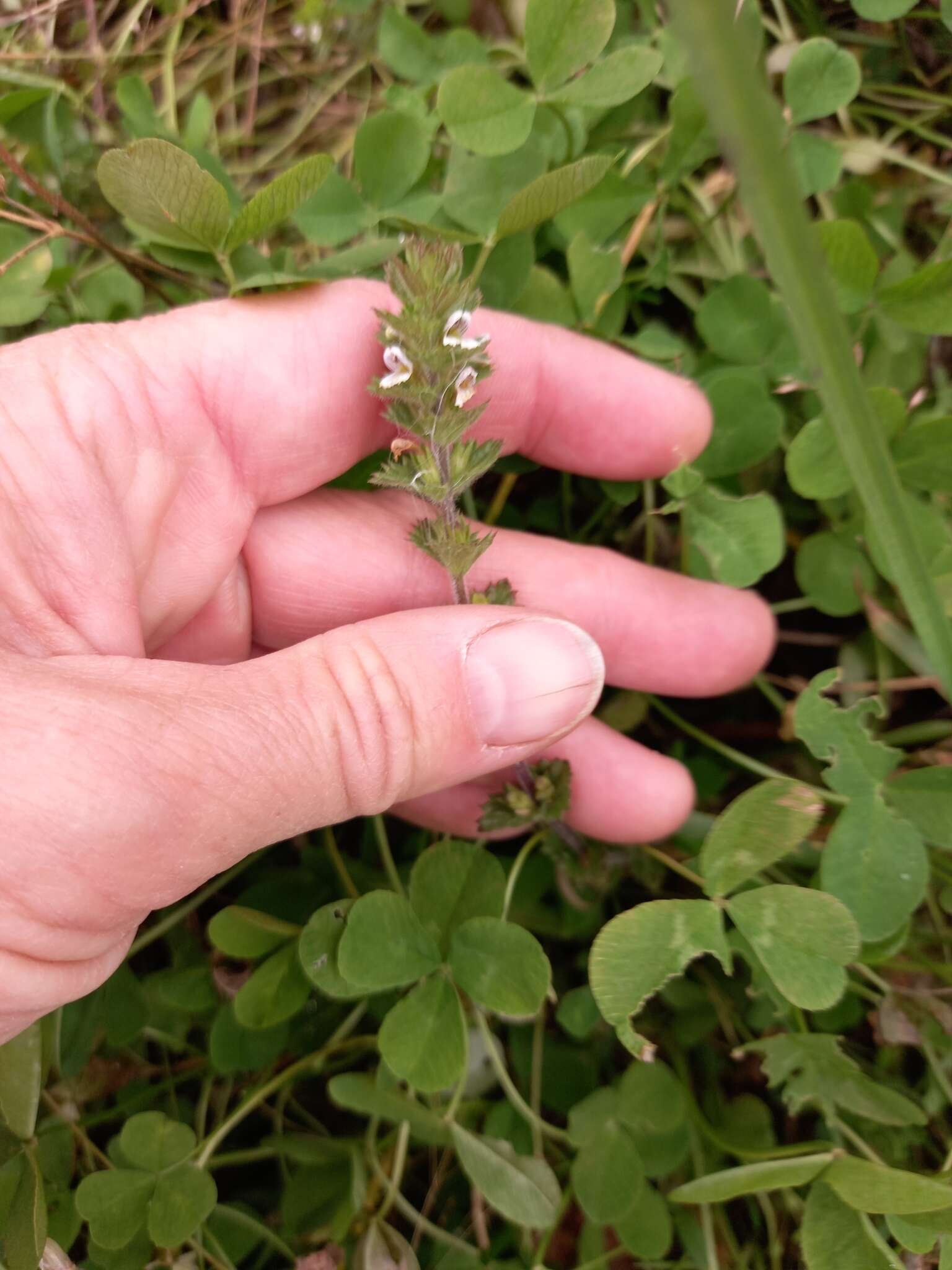 Image of Euphrasia hyperborea Joerg.