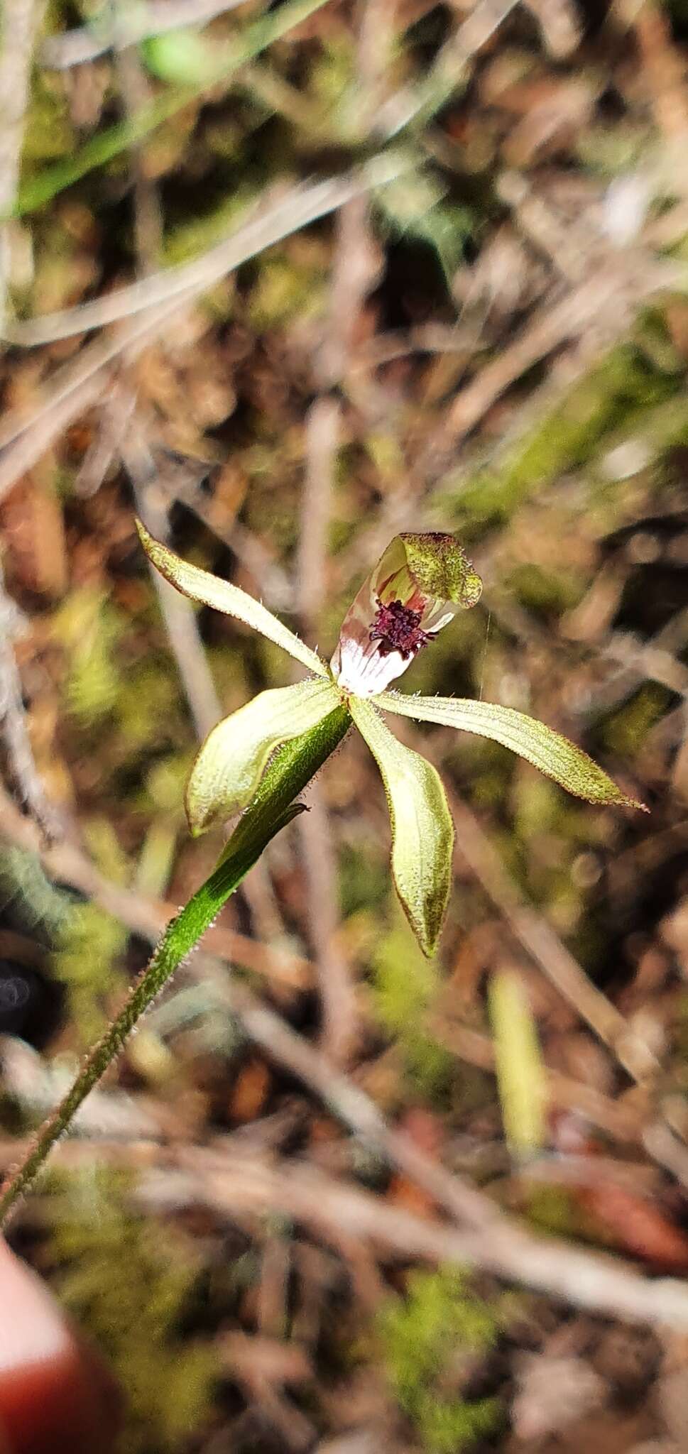 صورة Caladenia atradenia D. L. Jones, Molloy & M. A. Clem.