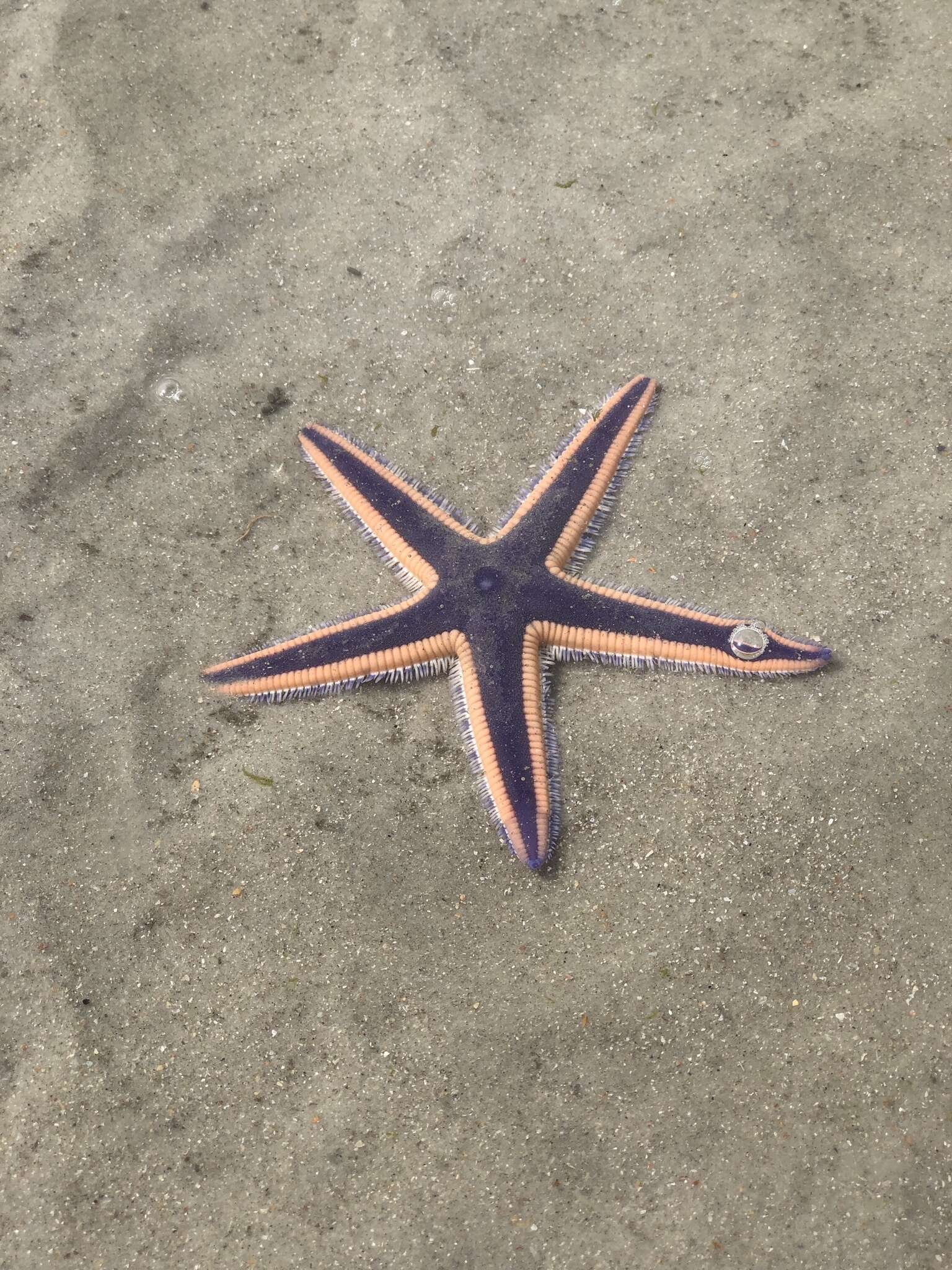 Image of Astropecten articulatus (Say 1825)