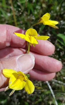 Image of Highland golden moths