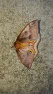 Image of Io Moth