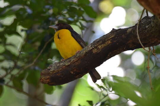 Image of Dark-backed Weaver