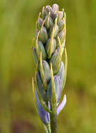 Imagem de Camassia quamash subsp. breviflora Gould