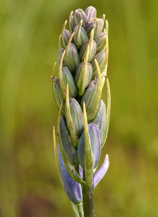 Imagem de Camassia quamash subsp. breviflora Gould