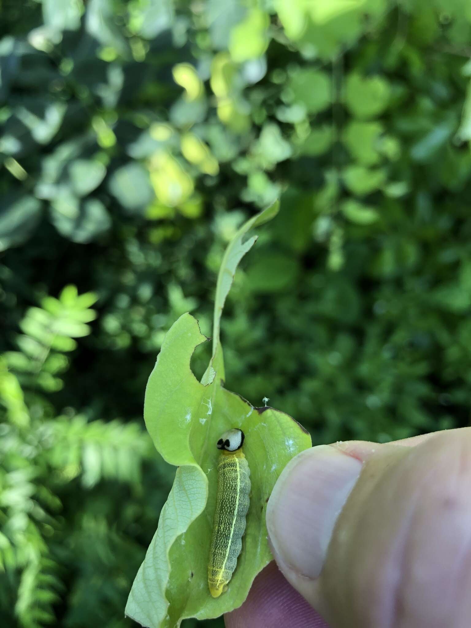 Image of Hammock Skipper