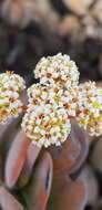 Image of Crassula swaziensis Schönl.