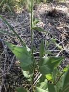 Image of Cleveland's tobacco