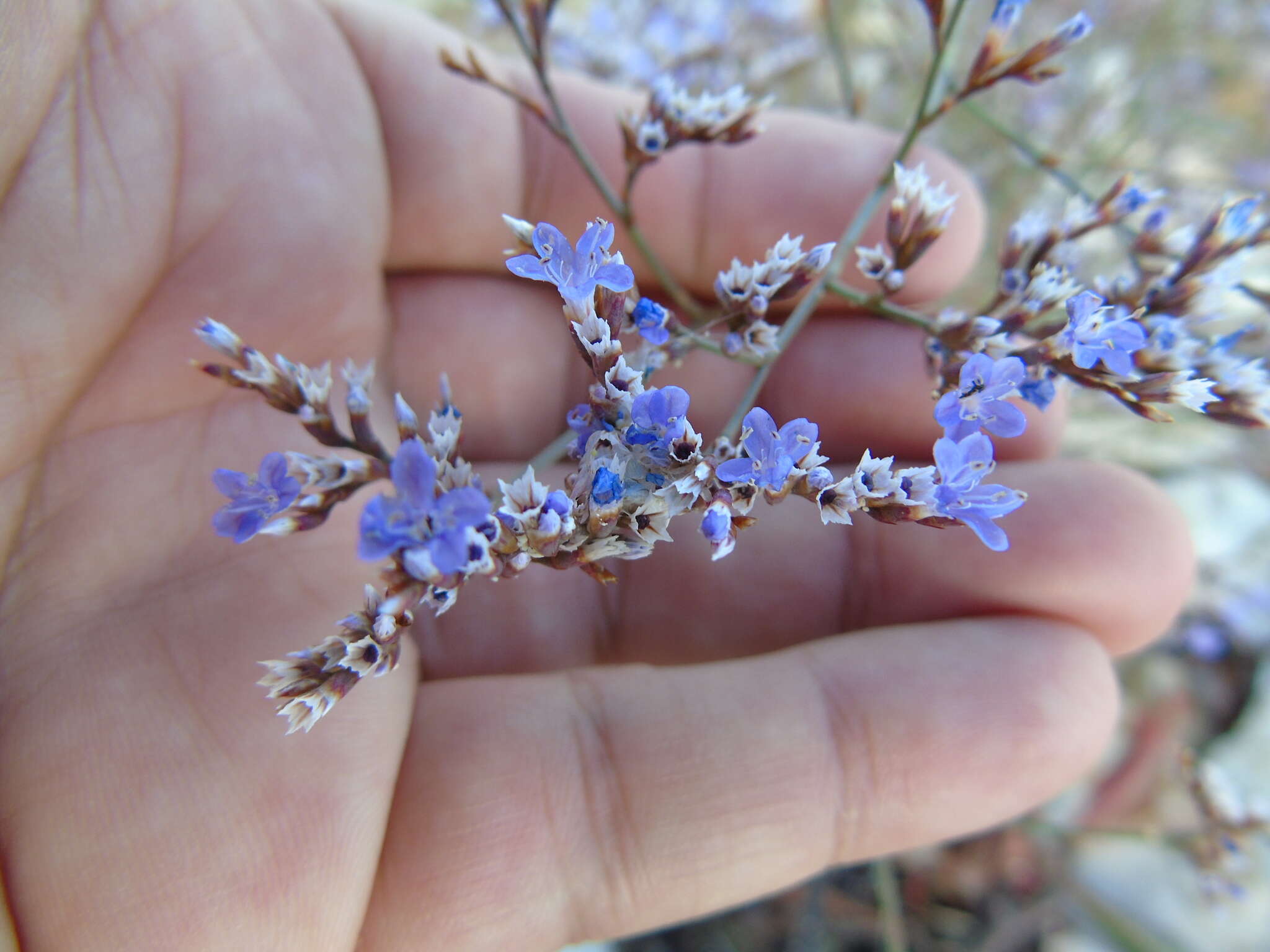 Imagem de Limonium brevipetiolatum R. Artelari & M. Erben