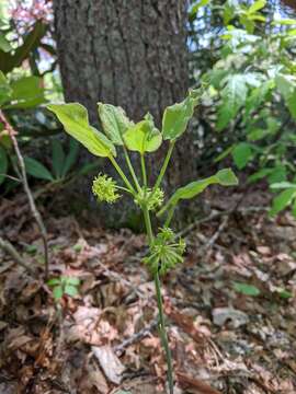 Image of Biltmore's carrionflower