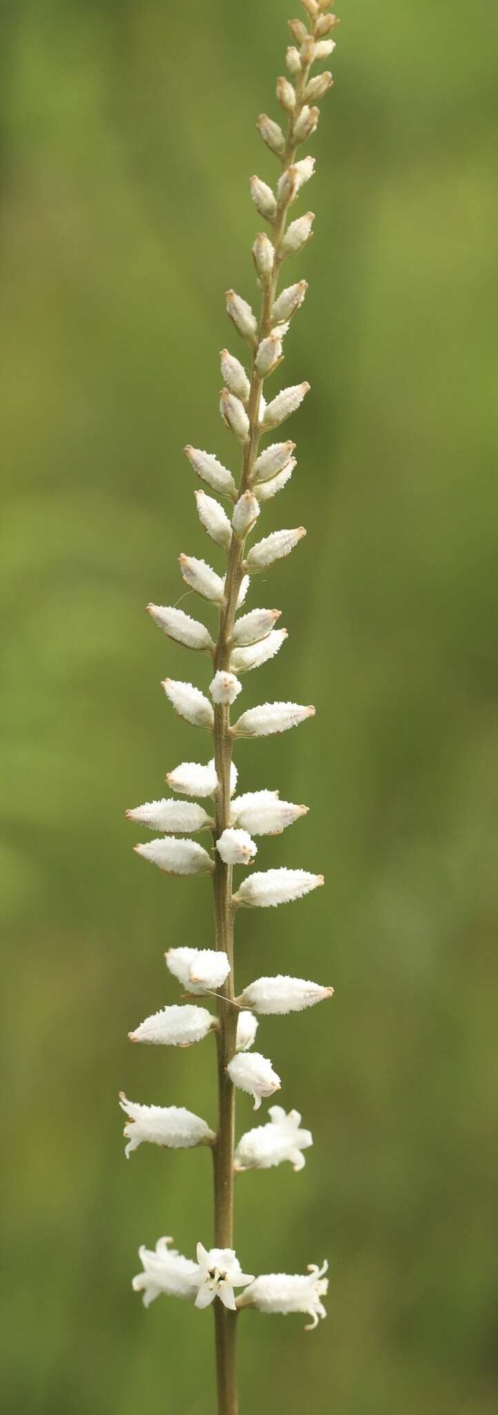 Sivun Aletris farinosa L. kuva