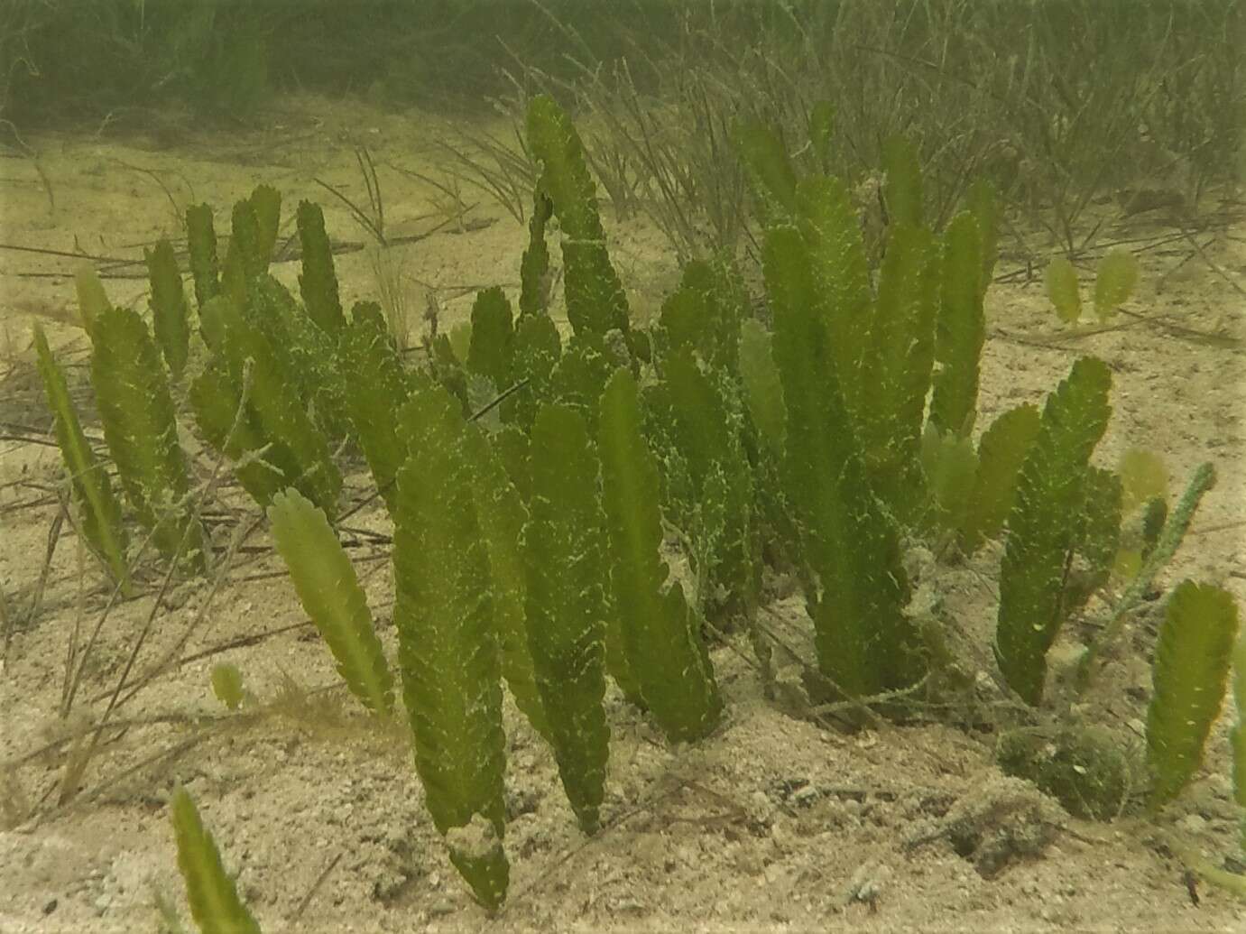 Image of Caulerpa mexicana