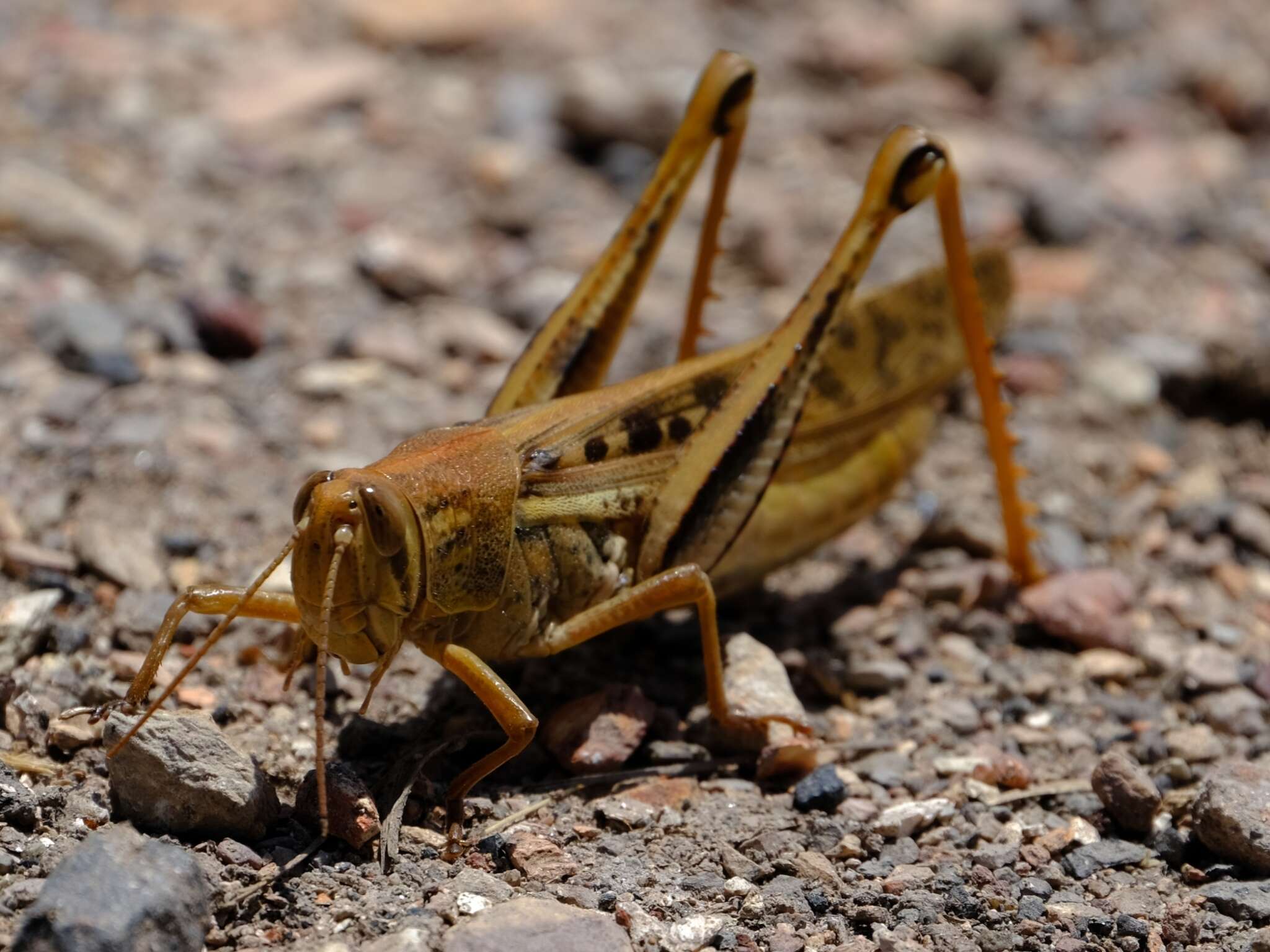 Austracris proxima (Walker & F. 1870)的圖片