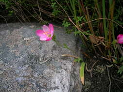 Image of Geissorhiza altimontana Goldblatt & J. C. Manning