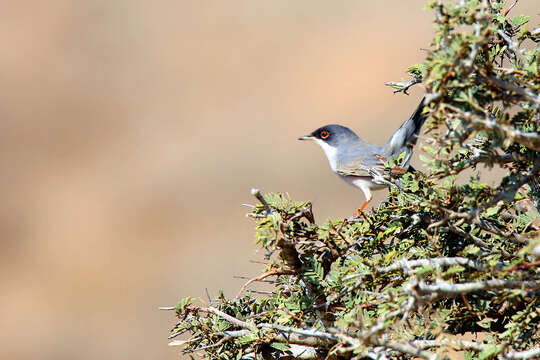 Image of Menetries's Warbler