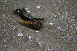 Image of Atlantic Marsh Fiddler Crab