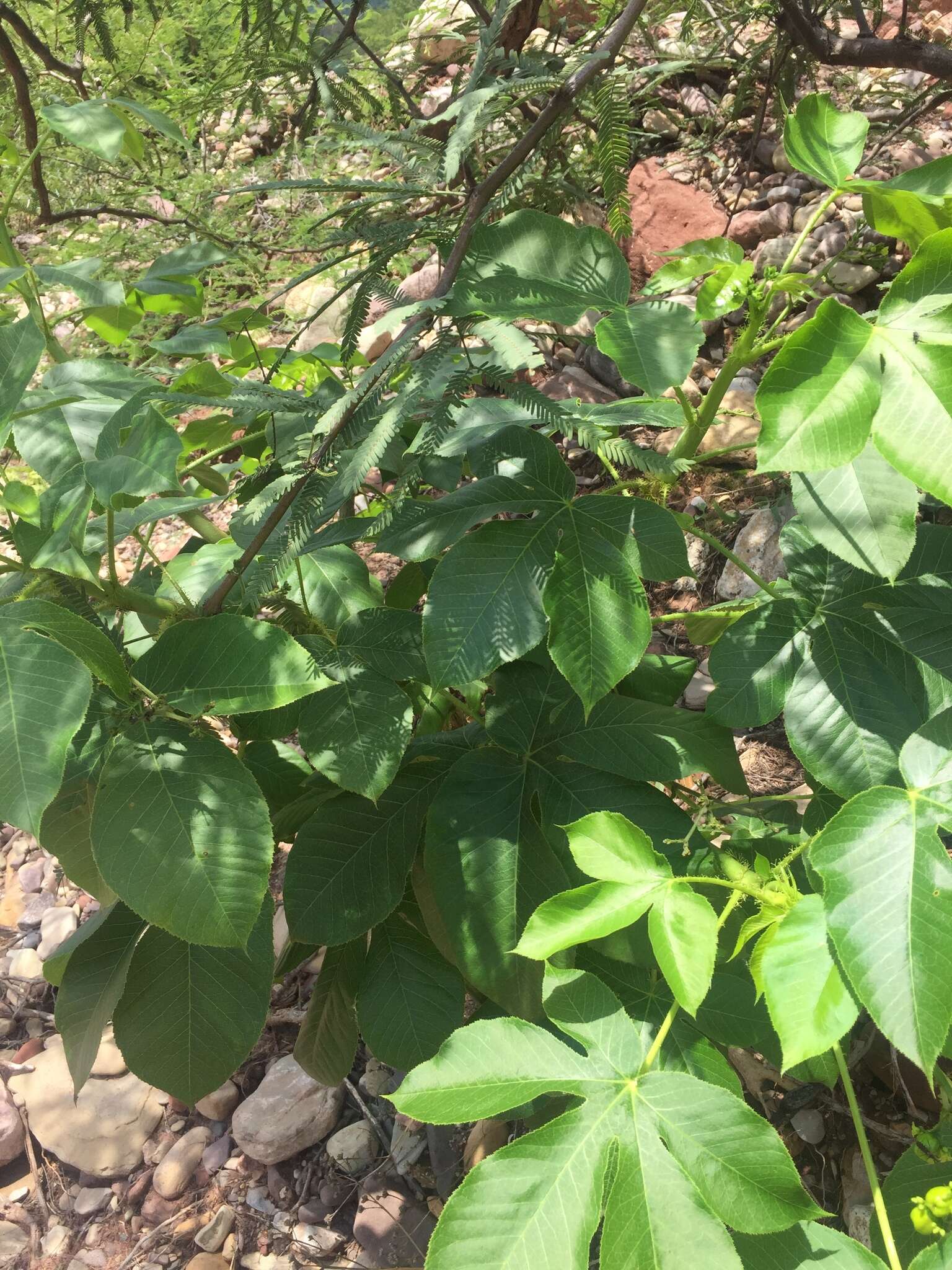 Sivun Jatropha excisa Griseb. kuva