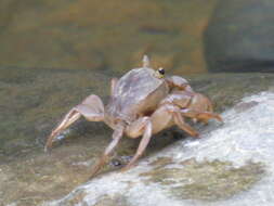 Image of Barusa guerini (H. Milne Edwards 1853)