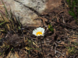 Image de Inezia speciosa F. Brusse