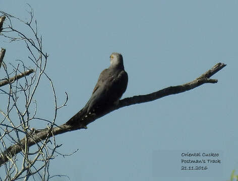 Image of Oriental Cuckoo