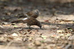 Image of Hartlaub's Babbler