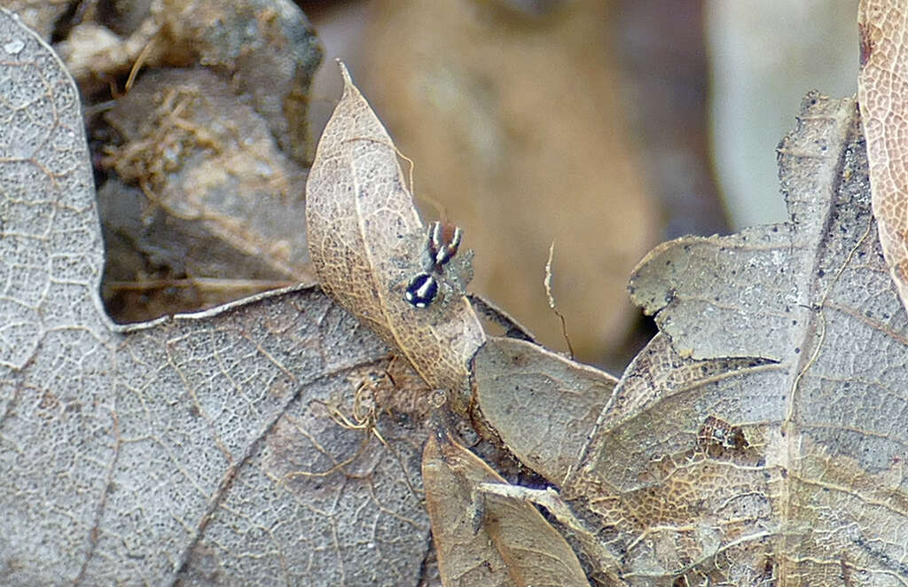 Image of Naphrys xerophila (Richman 1981)