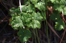 Image of Pelargonium greytonense J. J. A. Van der Walt