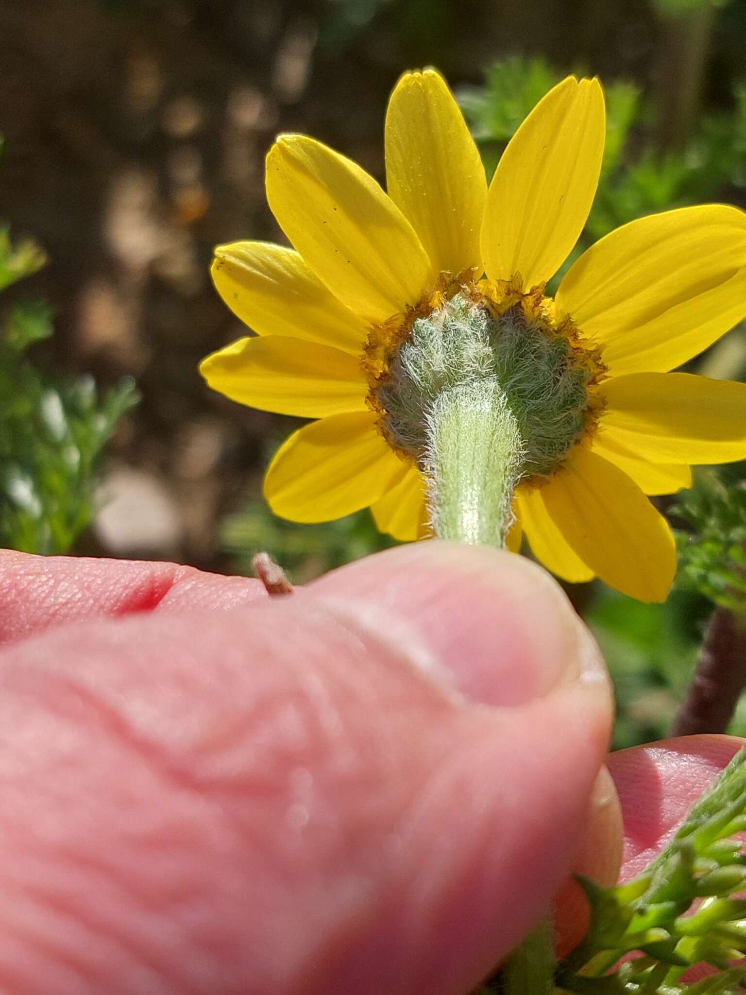 Image of Anacyclus radiatus Loisel.