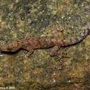 Image of Retigala day gecko