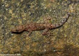 Image of Retigala day gecko