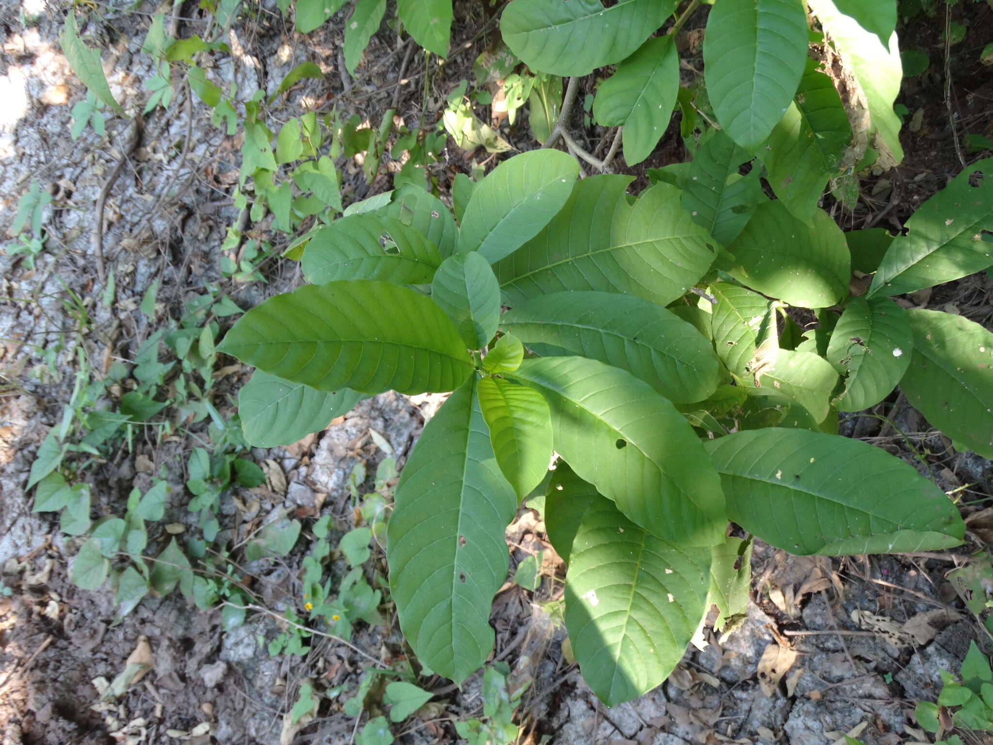 Plancia ëd Tabernaemontana tomentosa (Greenm.) A. O. Simões & M. E. Endress