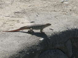 Image of Hispaniolan dune curlytail