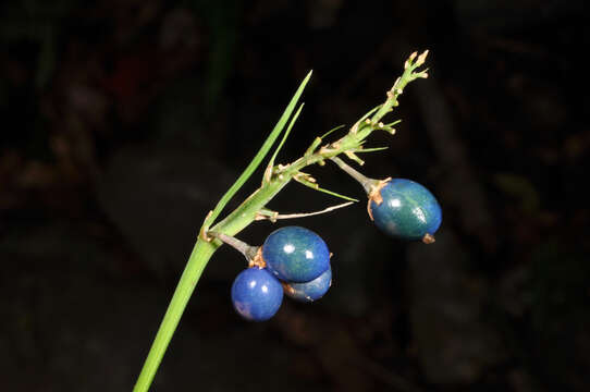 Image of Ophiopogon intermedius D. Don