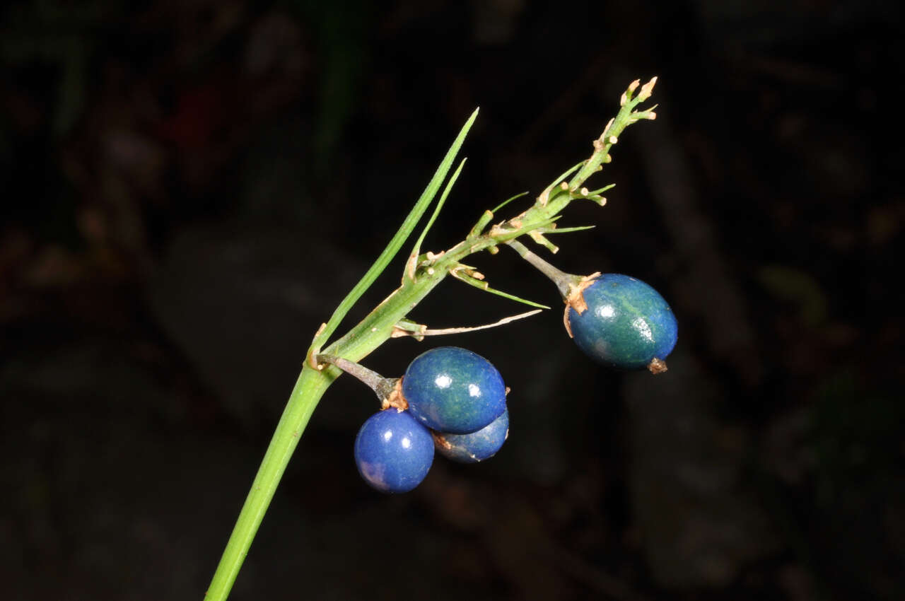 Image of Ophiopogon intermedius D. Don