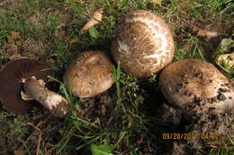 Plancia ëd Agaricus cappellianus Hlaváček 1987