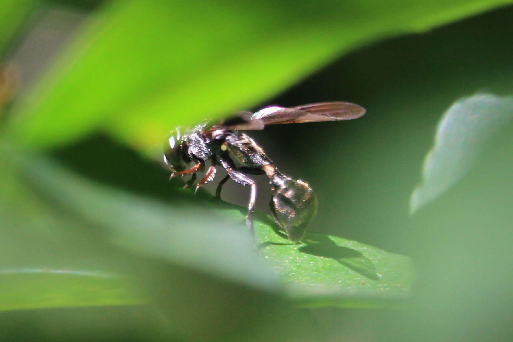 Image de Rhopalosyrphus guentherii (Lynch Arribalzaga 1891)