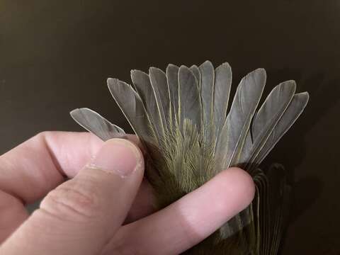 Image of Common Chiffchaff