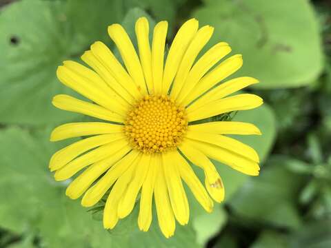 Imagem de Doronicum pardalianches L.