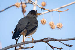 Image de Turdus falcklandii magellanicus King & PP 1831