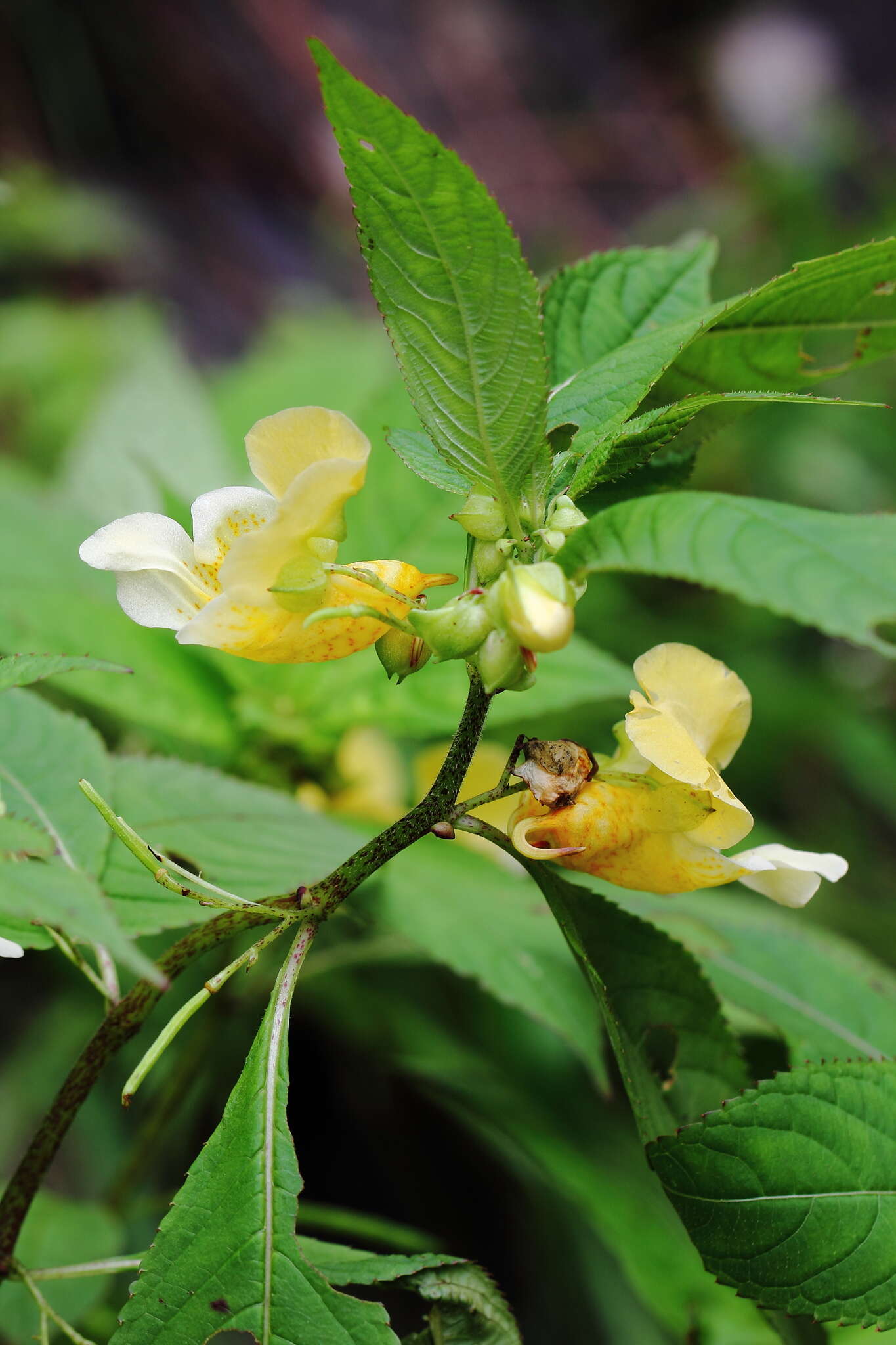 Image de Impatiens cristata Wall.