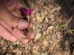 Image of redspot clarkia