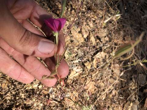 Слика од Clarkia speciosa H. & M. Lewis