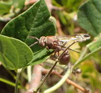 Image of Ropalidia distigma (Gerst. 1857)