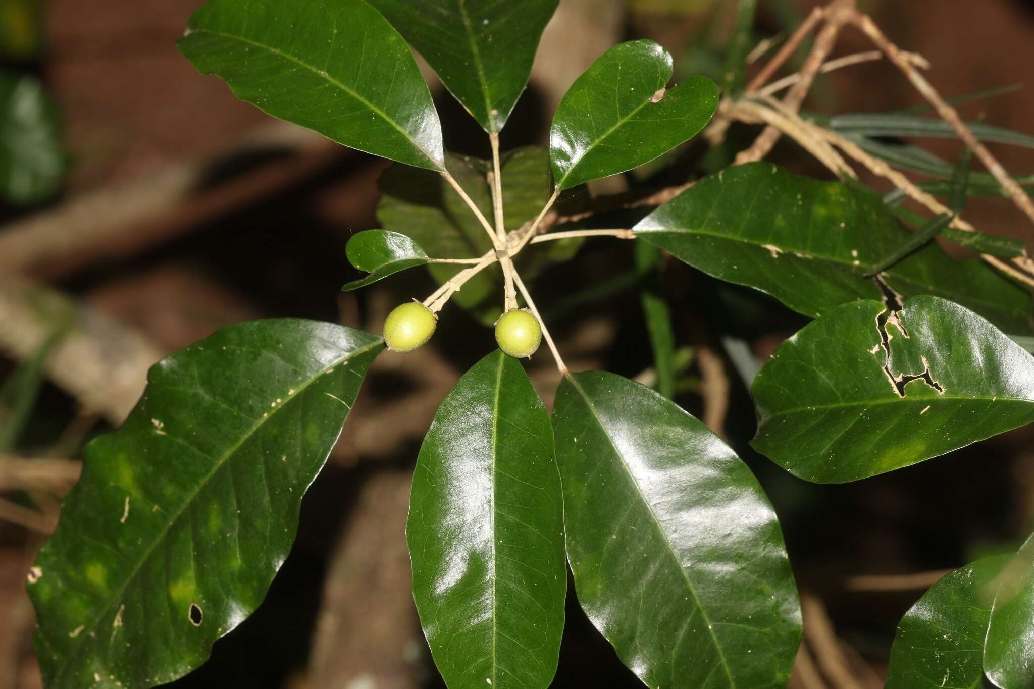 Image of Sarcomelicope simplicifolia (Endl.) T. G. Hartley