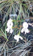 Image of Disa sagittalis (L. fil.) Sw.