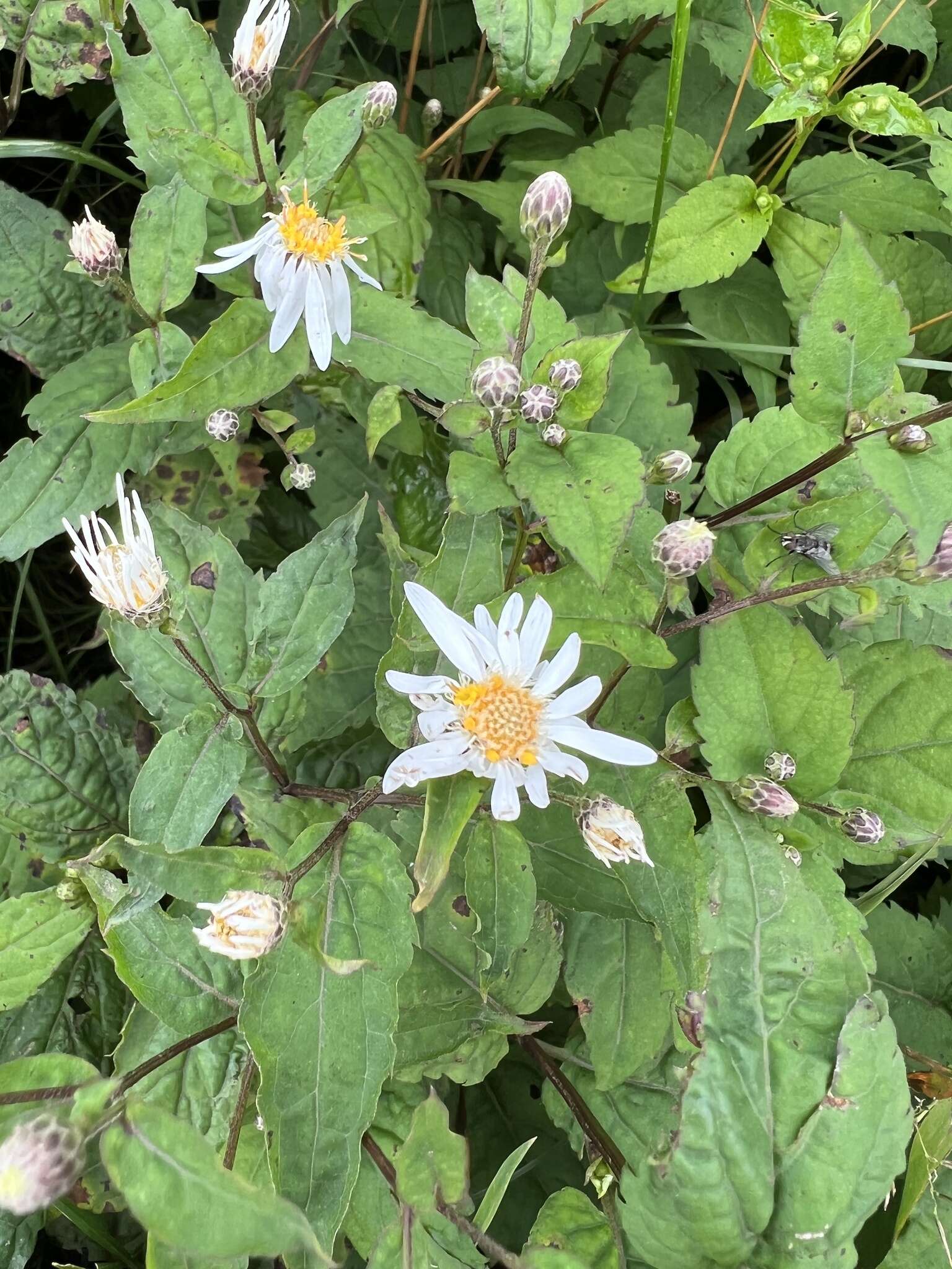 Image of mountain aster